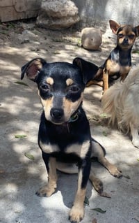 Picolina from Mexico - Photo 4