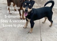 Picolina from Mexico - Photo 1