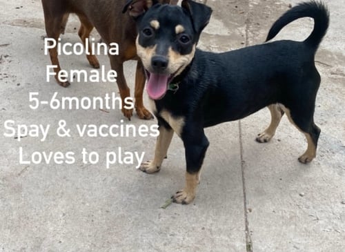 PICOLINA FROM MEXICO - Chihuahua / Dachshund available for adoption