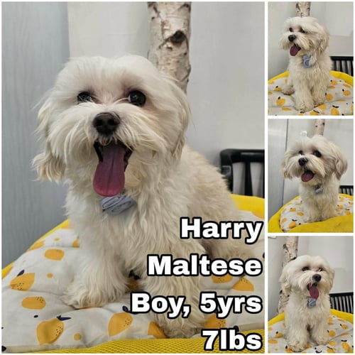 HARRY FROM KOREA - Maltese available for adoption