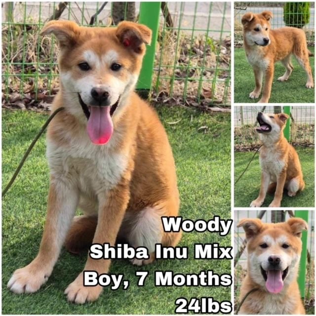 Woody from Korea Image