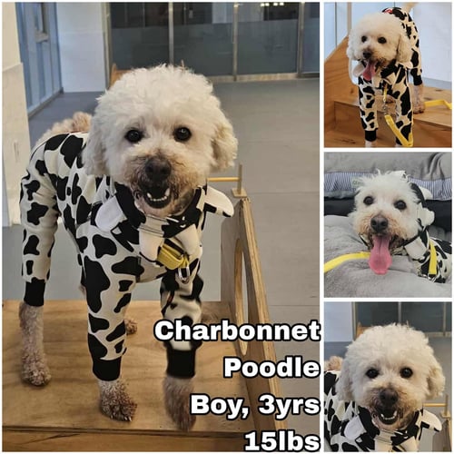 CHARBONNET FROM KOREA - Poodle (Miniature) available for adoption