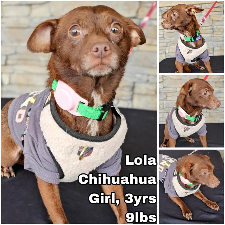 Lola from Mexico Image