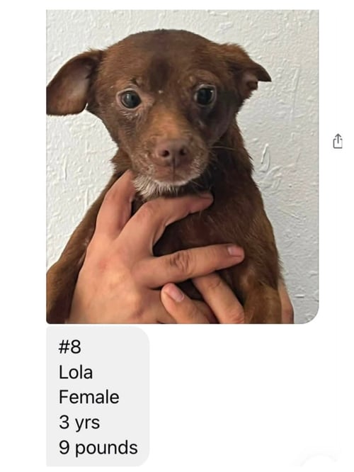 LOLA FROM MEXICO - Chihuahua available for adoption