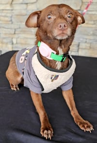 Lola from Mexico - Photo 5