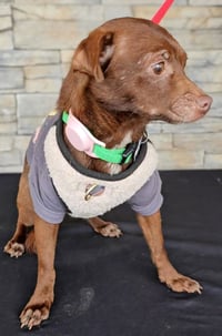 Lola from Mexico - Photo 6