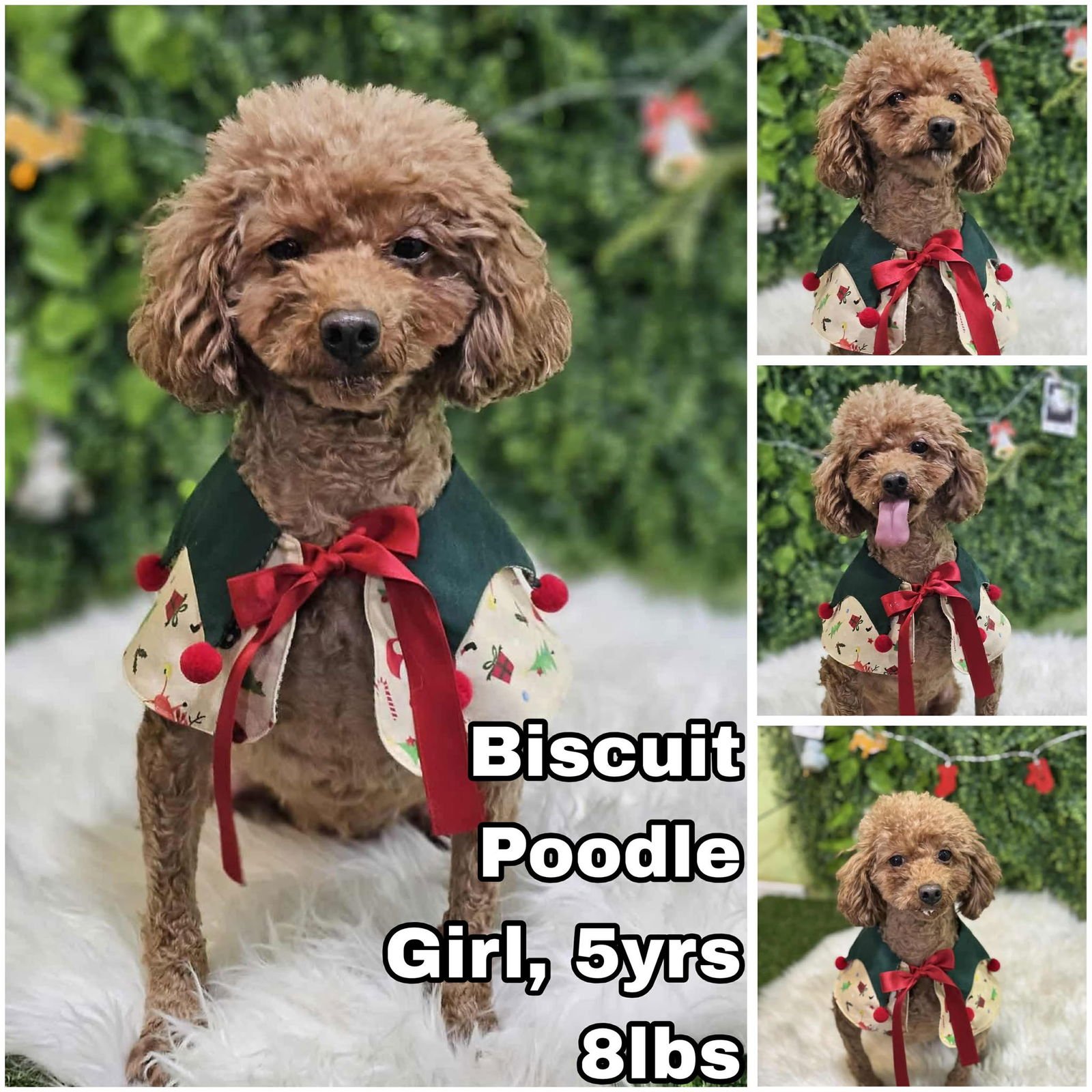 BISCUIT FROM KOREA - Poodle (Toy) available for adoption