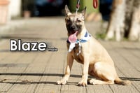 Blaze from Taiwan - Photo 4