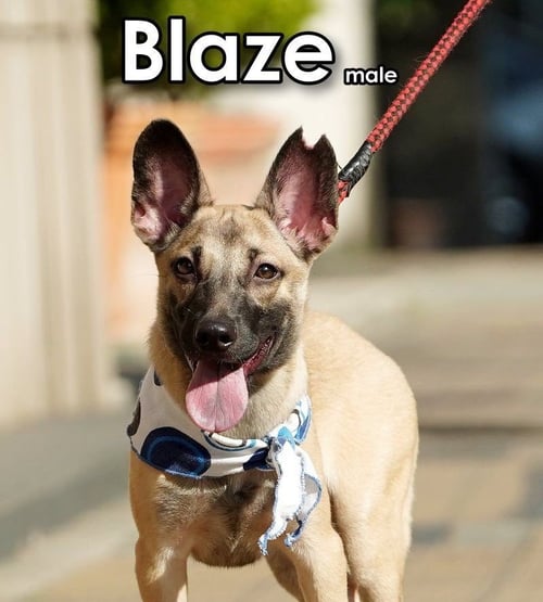 BLAZE FROM TAIWAN - Mountain Dog for adoption in Tacoma