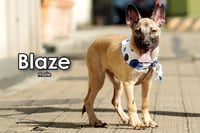 Blaze from Taiwan - Photo 2