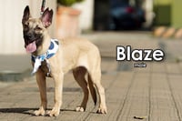 Blaze from Taiwan - Photo 6