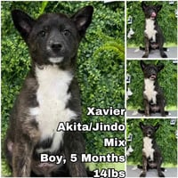 Xavier from Korea - Photo 1