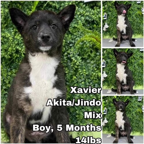 XAVIER FROM KOREA - Akita / Jindo (Korean) for adoption in Tacoma