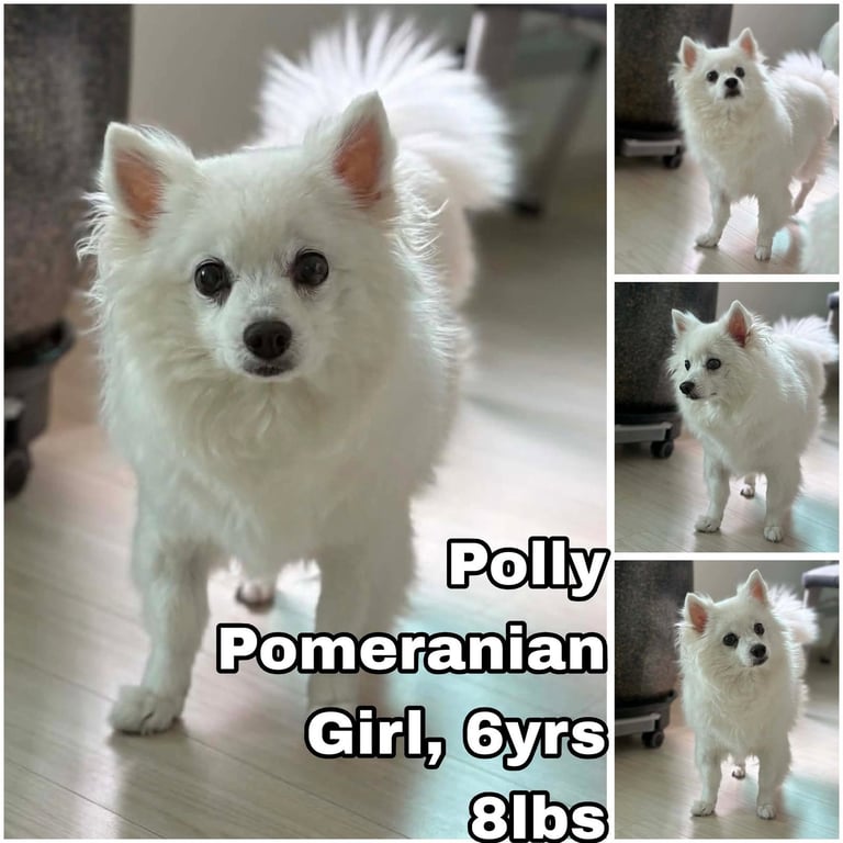 Polly from Korea Image