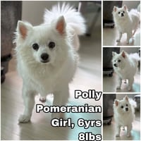 Polly from Korea - Photo 1