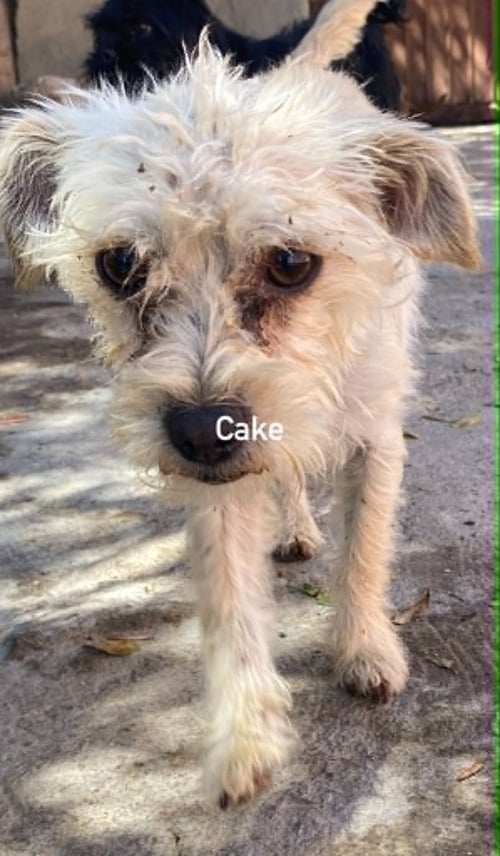 CAKE FROM MEXICO - Terrier / Chihuahua available for adoption