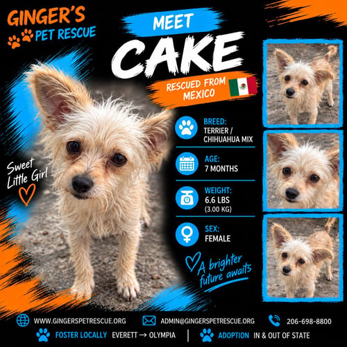 CAKE FROM MEXICO - Terrier / Chihuahua available for adoption