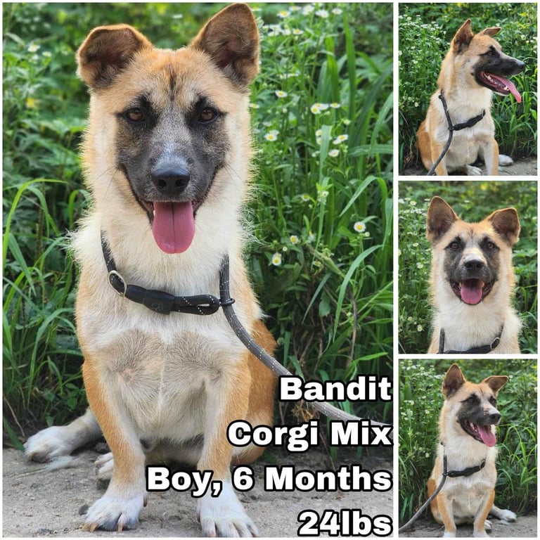 Bandit from Korea Image