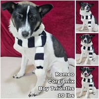 Romeo from Korea - Photo 1