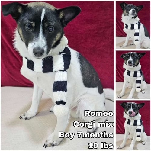 ROMEO FROM KOREA - Corgi available for adoption