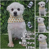Pedro from Korea - Photo 1