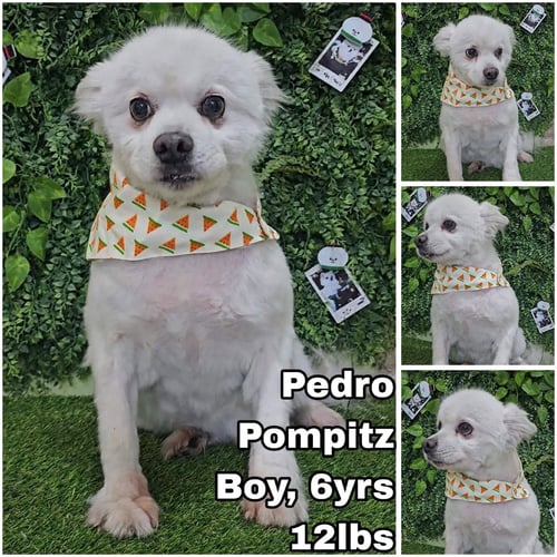PEDRO FROM KOREA - Pomeranian / Spitz available for adoption