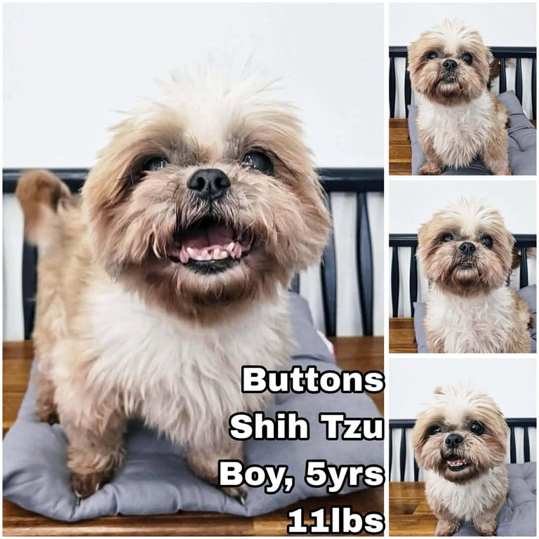 Buttons from Korea Image