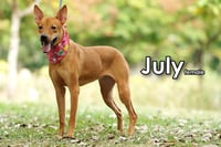 July from Taiwan - Photo 4