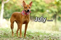 July from Taiwan - Photo 2