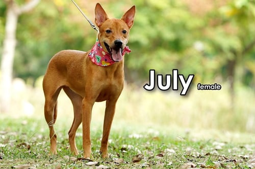 JULY FROM TAIWAN - Mountain Dog available for adoption