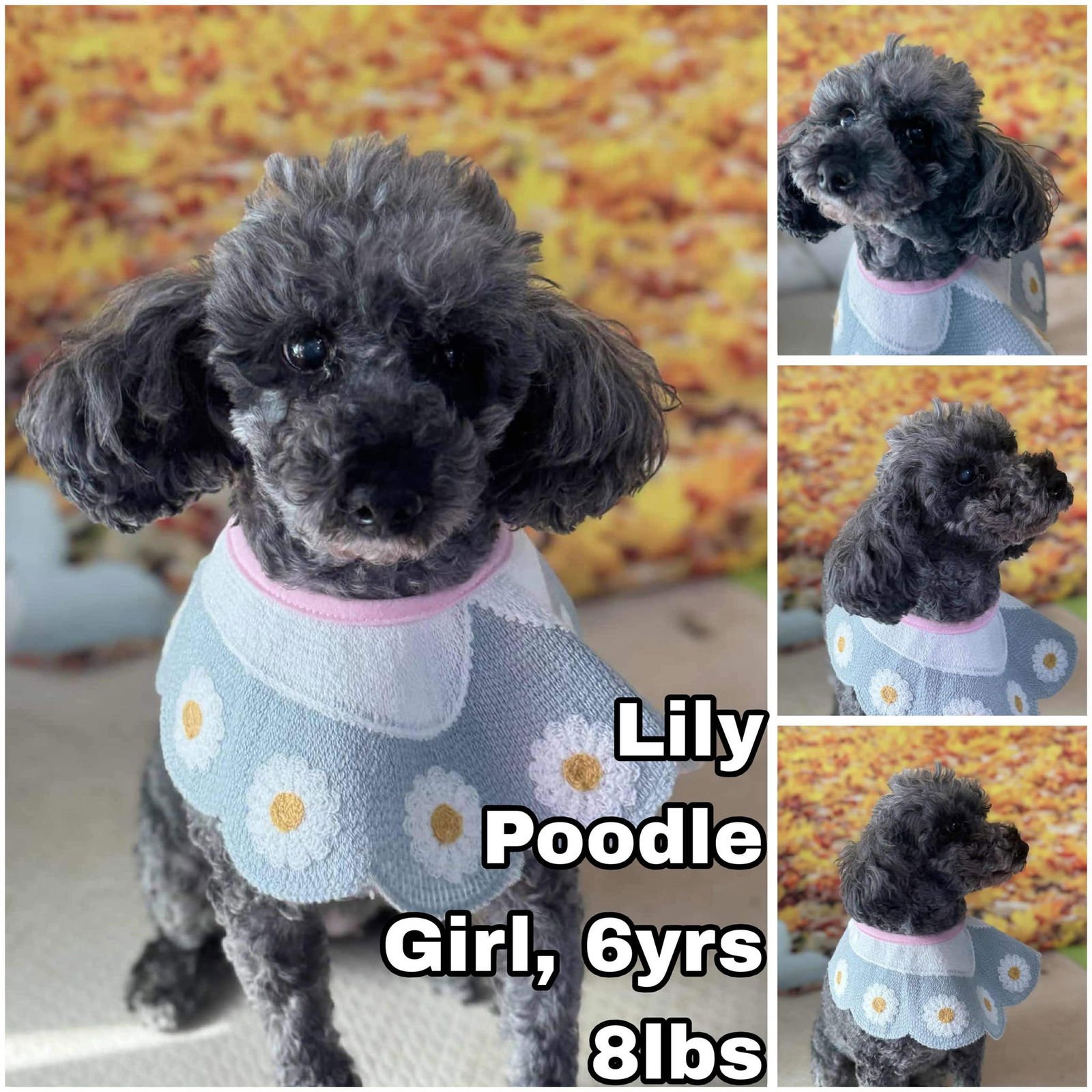LILY FROM KOREA - Poodle (Toy) available for adoption