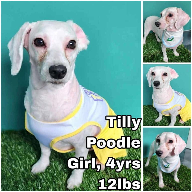 Tilly from Korea Image