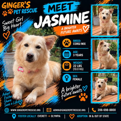 JASMINE FROM KOREA - Corgi for adoption in Kent