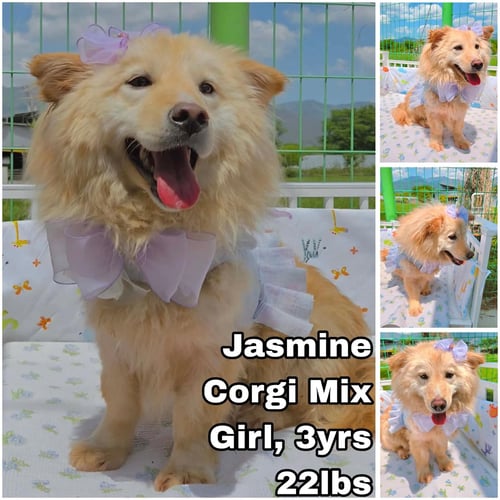 JASMINE FROM KOREA - Corgi available for adoption