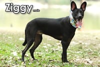 Ziggy from Taiwan - Photo 4