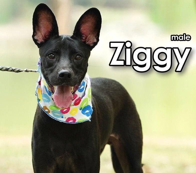 Ziggy from Taiwan Image
