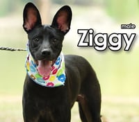 Ziggy from Taiwan - Photo 1