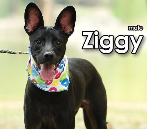 ZIGGY FROM TAIWAN - Mountain Dog available for adoption