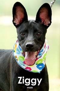 Ziggy from Taiwan - Photo 2