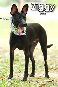 Ziggy from Taiwan - Photo 6