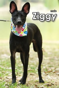 Ziggy from Taiwan - Photo 5