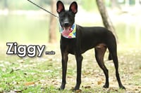 Ziggy from Taiwan - Photo 3