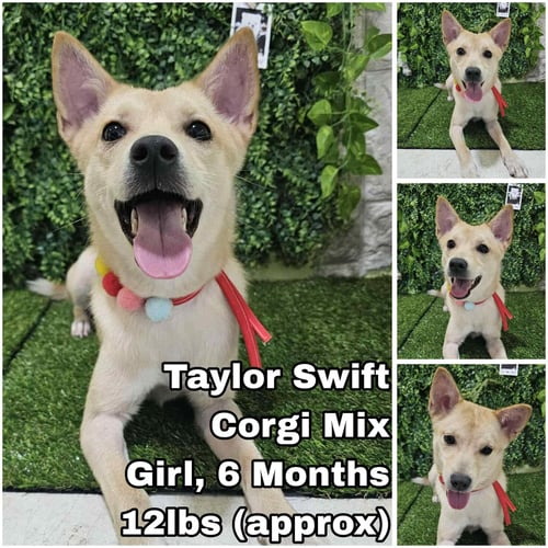 TAYLOR SWIFT FROM KOREA - Corgi available for adoption