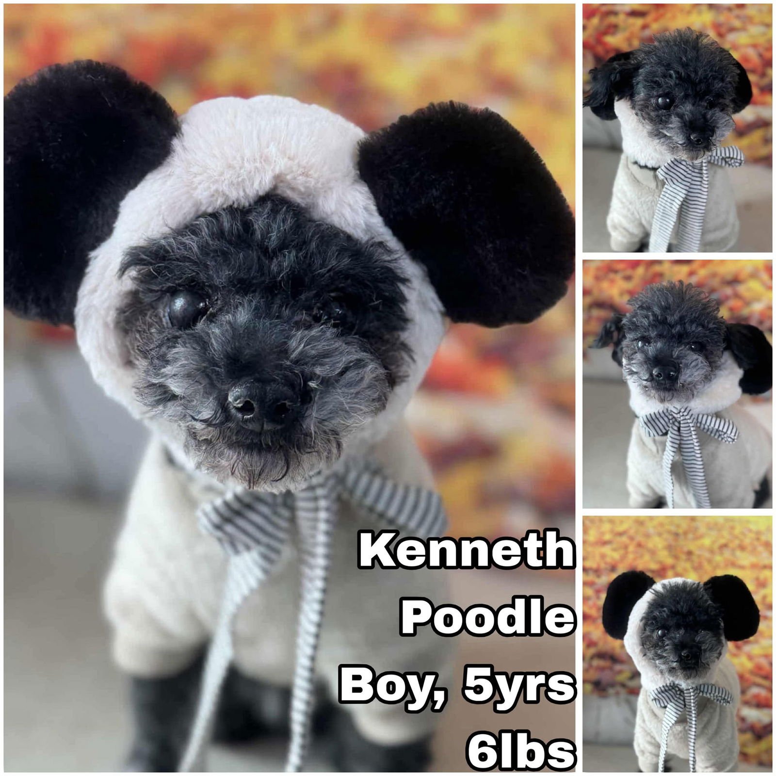 KENNETH FROM KOREA - Poodle (Toy) available for adoption