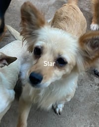 Star from Mexico - Photo 2