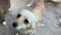 Star from Mexico - Photo 1