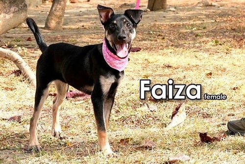FAIZA FROM TAIWAN - Mountain Dog for adoption in Tacoma