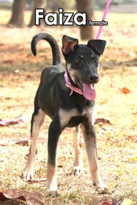 Faiza from Taiwan - Photo 6