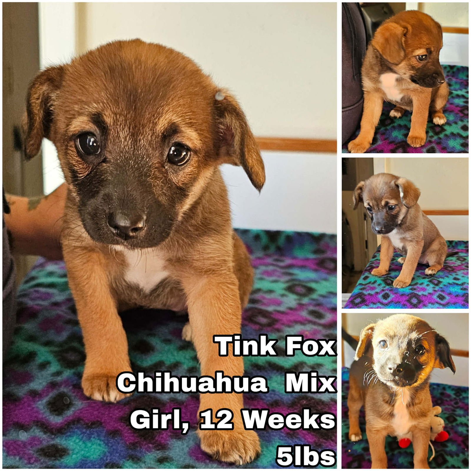 TINK FOX - Chihuahua available for adoption