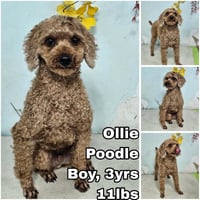 Ollie from Korea - Photo 1